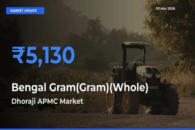 Dhoraji APMC Emerges as Top Mandi for Bengal Gram(Gram)(Whole) Prices Today