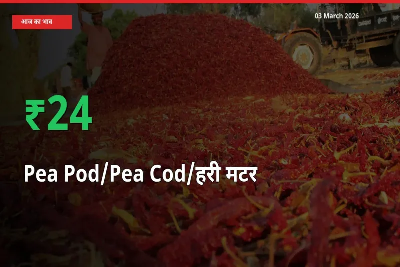 03 March अपडेट: मटर की फली के दाम मंडी में 24.45% उछले