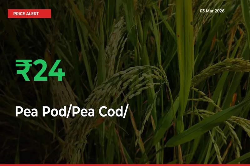 Big Rally! Pea Pod/Pea Cod/हरी मटर Climbs 24.45% in 24 Hours at Top Mandis