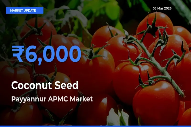 Farmers Prefer Payyannur APMC as Coconut Seed Hits Highest Rate