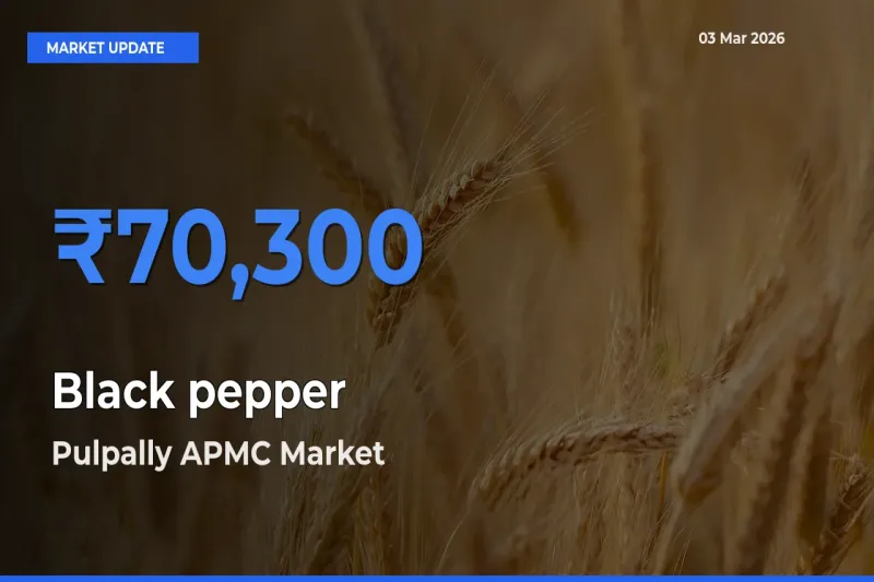Market Watch: Pulpally APMC Becomes Top Mandi for Black pepper