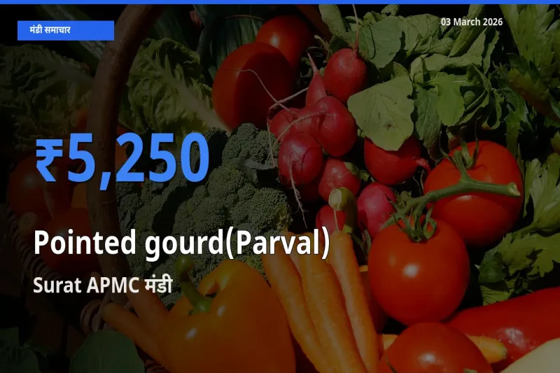 टॉप मंडी बना Surat APMC! परवल के सबसे ऊँचे दाम यहीं दर्ज