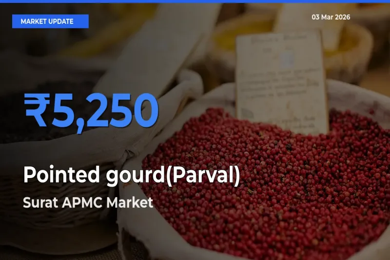 Surat APMC Tops Pointed gourd(Parval) Rates – March 03 Market Update