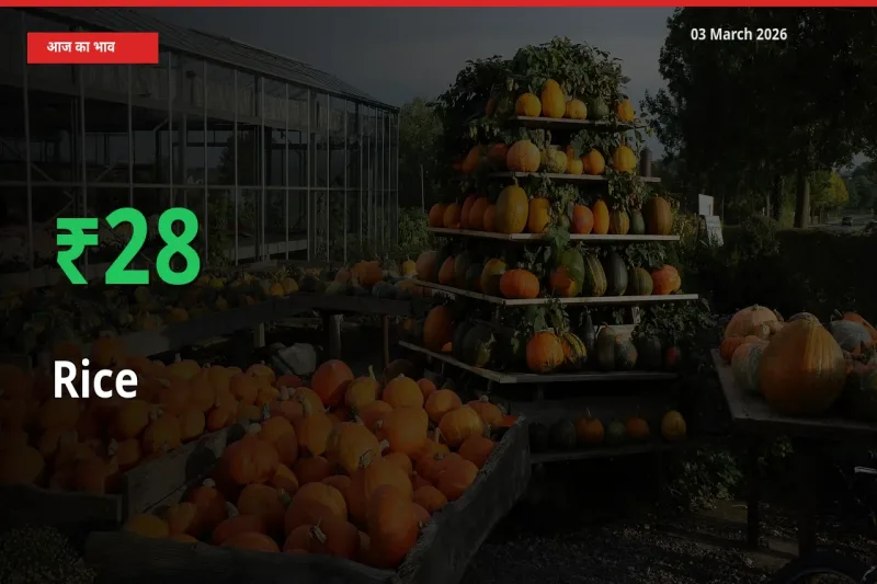 03 March अपडेट: चावल के दाम मंडी में 27.84% उछले