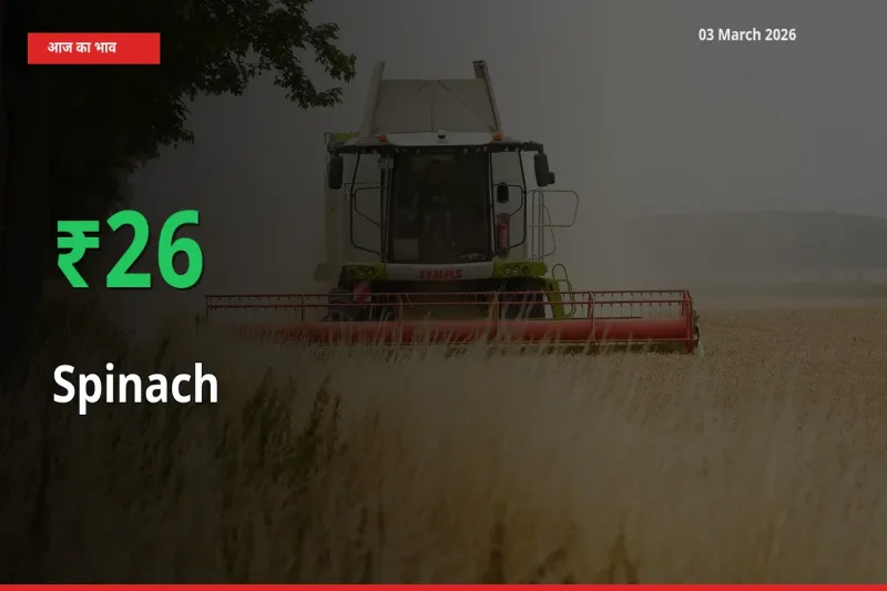 पालक के दाम प्रमुख मंडी में 26.19% बढ़े, 24 घंटे में बड़ा बदलाव
