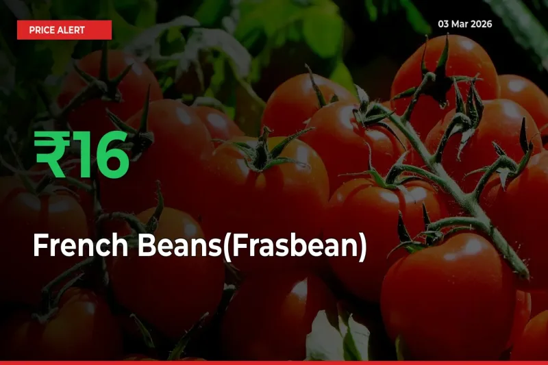 15.99% Spike in French Beans(Frasbean) Prices – Mandi Sees Sudden Rally
