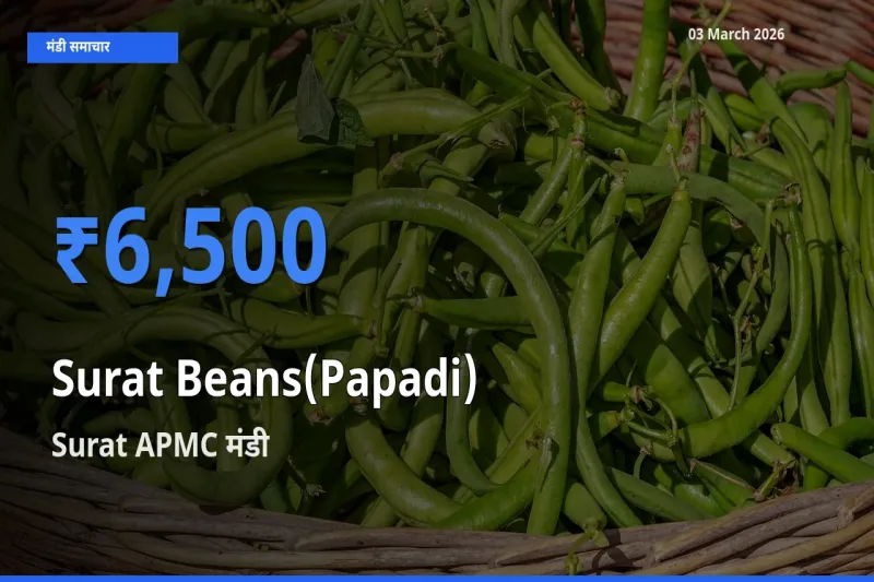 Surat APMC मंडी में आज सूरत बीन्स (पापड़ी) के सबसे ऊँचे दाम दर्ज