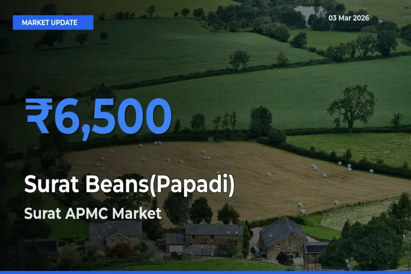 Market Watch: Surat APMC Becomes Top Mandi for Surat Beans(Papadi)