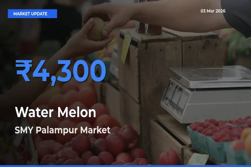 SMY Palampur Leads as Top Mandi for Water Melon Prices