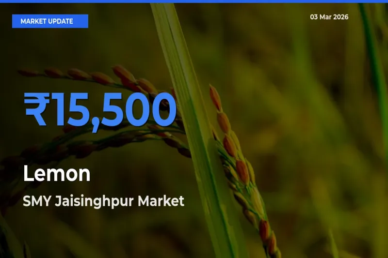 Farmers Prefer SMY Jaisinghpur as Lemon Hits Highest Rate