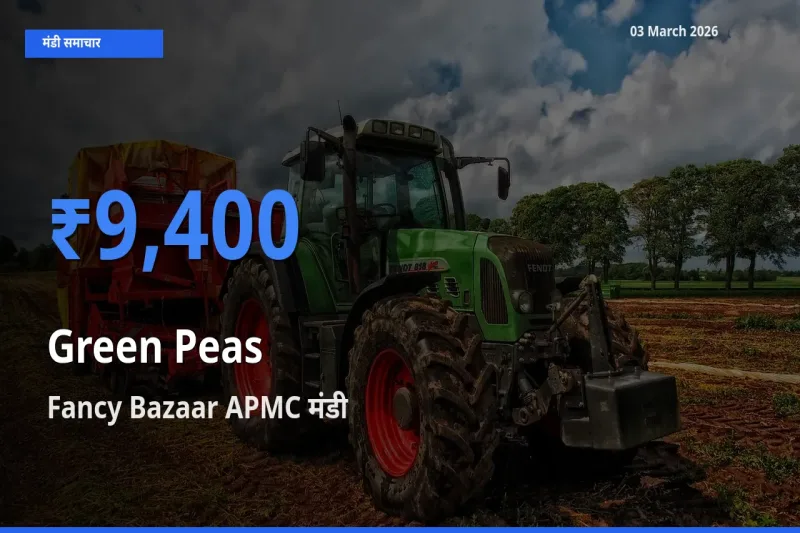 Fancy Bazaar APMC मंडी में हरा मटर ₹9,400 पर पहुँचा – आज का सर्वोच्च भाव