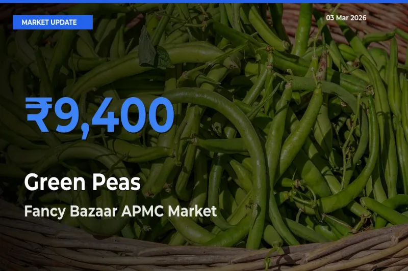 Farmers Prefer Fancy Bazaar APMC as Green Peas Hits Highest Rate
