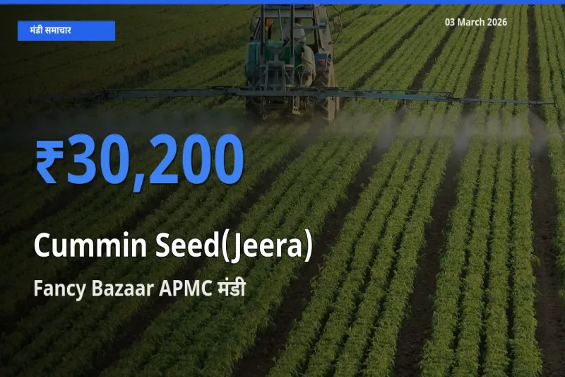 Fancy Bazaar APMC मंडी में जीरा ₹30,200 पर पहुँचा – आज का सर्वोच्च भाव