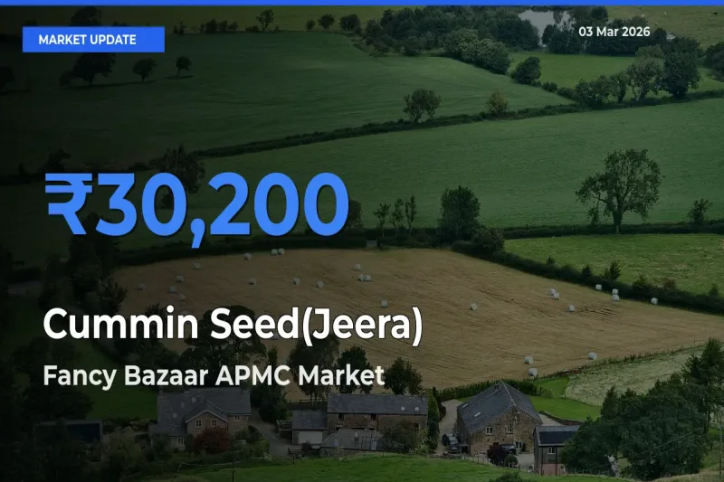 Farmers Prefer Fancy Bazaar APMC as Cummin Seed(Jeera) Hits Highest Rate