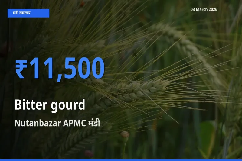बाज़ार संकेत: Nutanbazar APMC बना करेला के लिए आज की टॉप मंडी