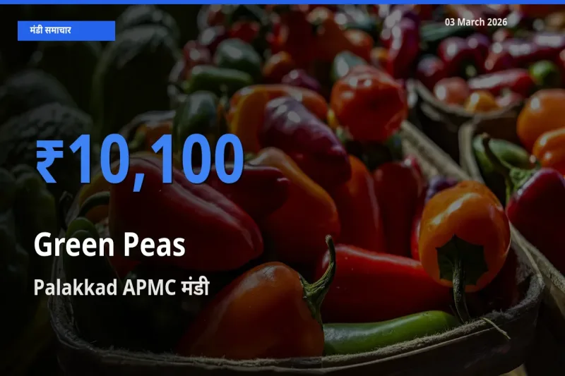 आज हरा मटर के सबसे ऊँचे दाम ₹10,100 Palakkad APMC मंडी में