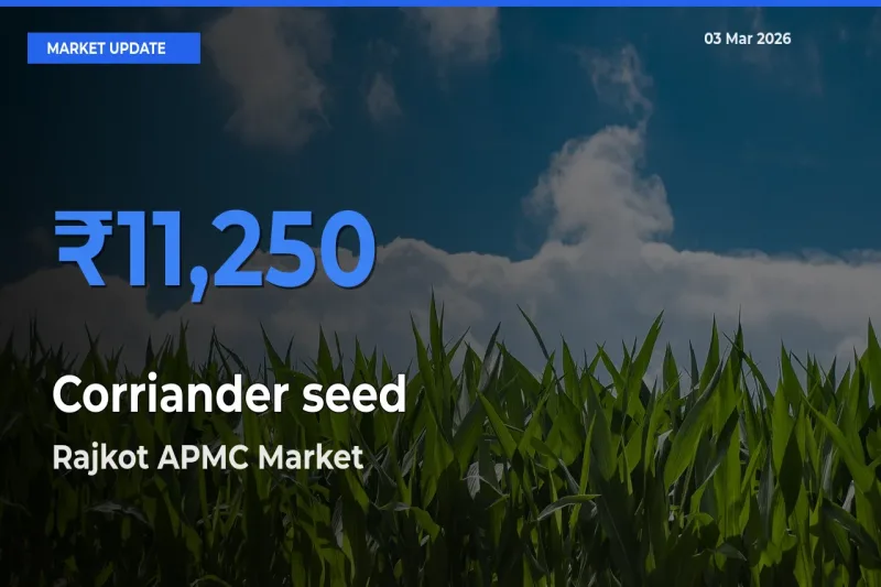 Corriander seed Mandi Rate Today: Rajkot APMC Tops the List