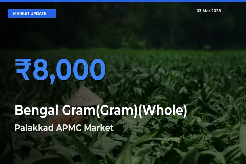 Palakkad APMC Records Highest ₹8,000 Rate for Bengal Gram(Gram)(Whole)