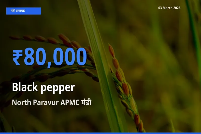 North Paravur APMC मंडी में आज काली मिर्च के सबसे ऊँचे दाम दर्ज