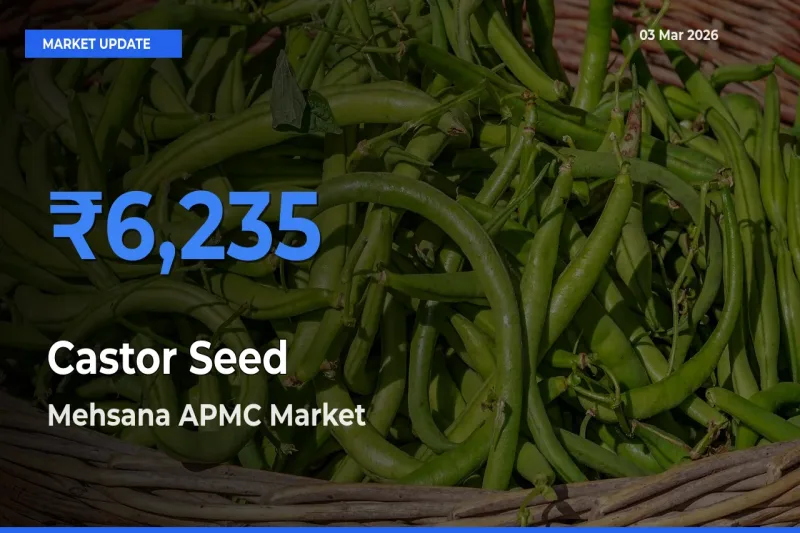Mehsana APMC Leads as Top Mandi for Castor Seed Prices