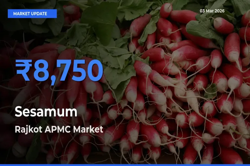 Rajkot APMC Tops Sesamum Rates – March 03 Market Update