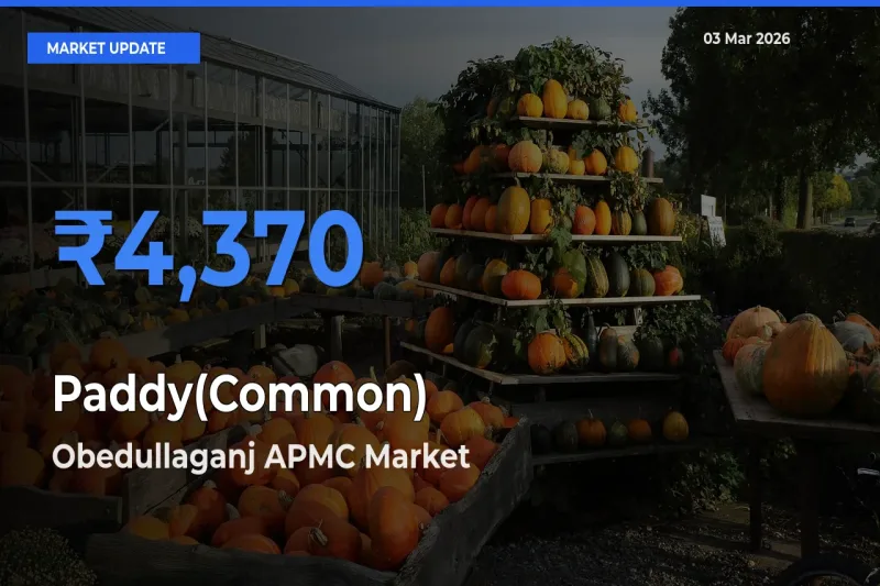 Obedullaganj APMC Leads as Top Mandi for Paddy(Common) Prices
