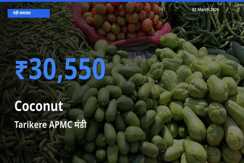 Tarikere APMC मंडी में आज नारियल के सबसे ऊँचे दाम दर्ज