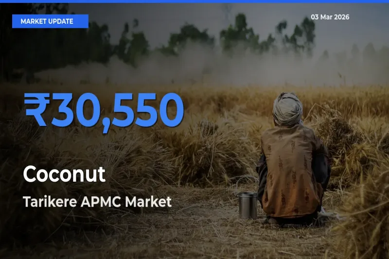 Tarikere APMC Leads as Top Mandi for Coconut Prices