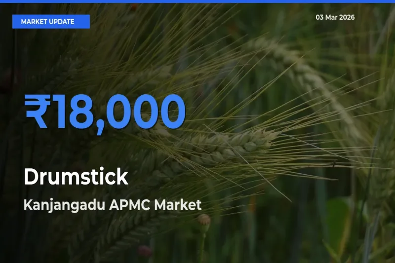 Kanjangadu APMC Records Highest ₹18,000 Rate for Drumstick