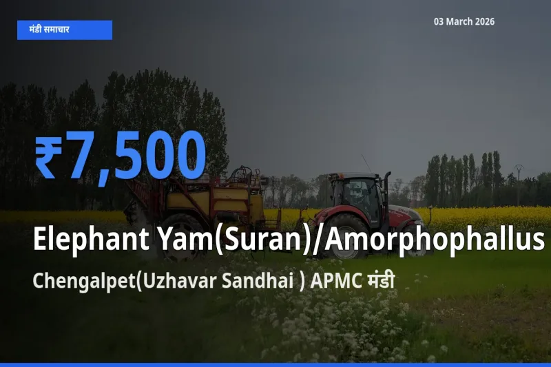 Chengalpet(Uzhavar Sandhai ) APMC मंडी में आज जिमीकंद (सूरन) के सबसे ऊँचे दाम दर्ज