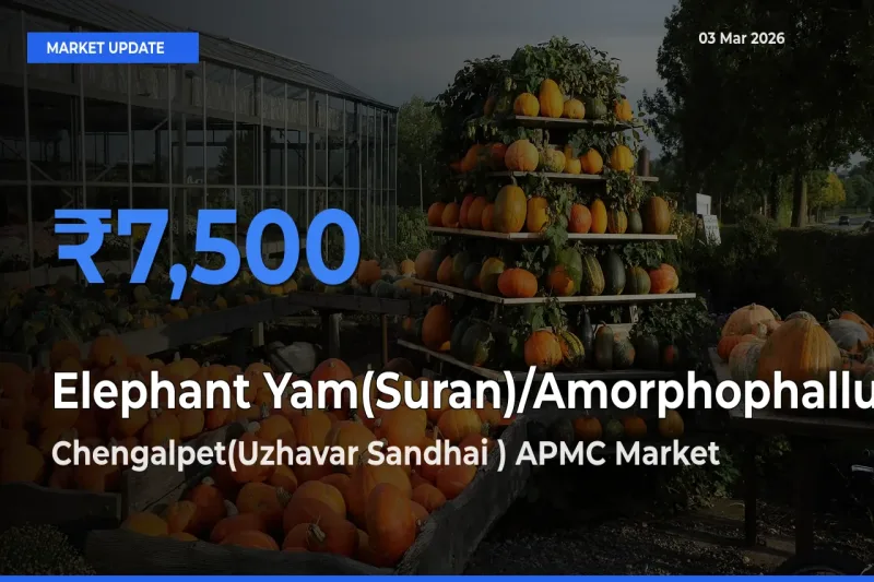 Chengalpet(Uzhavar Sandhai ) APMC Tops Elephant Yam(Suran)/Amorphophallus Mandi Rates Today