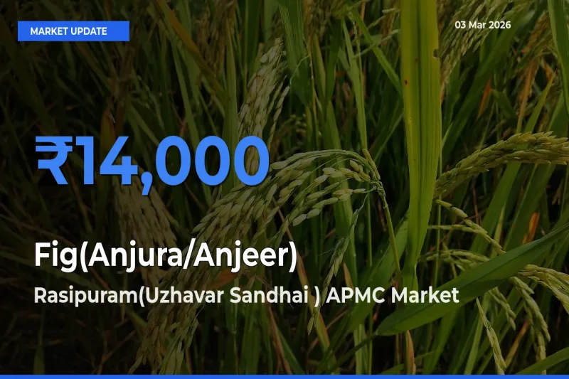 Farmers Prefer Rasipuram(Uzhavar Sandhai ) APMC as Fig(Anjura/Anjeer) Hits Highest Rate