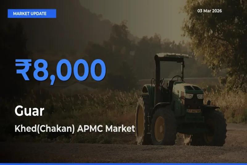 Top Performer! Khed(Chakan) APMC Offers Best Guar Price Today