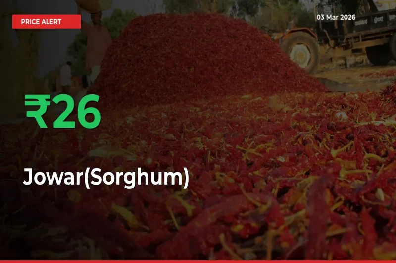 Sudden 26.07% Rally in Jowar(Sorghum) Prices Across Mandis