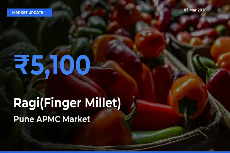Top Performer! Pune APMC Offers Best Ragi(Finger Millet) Price Today