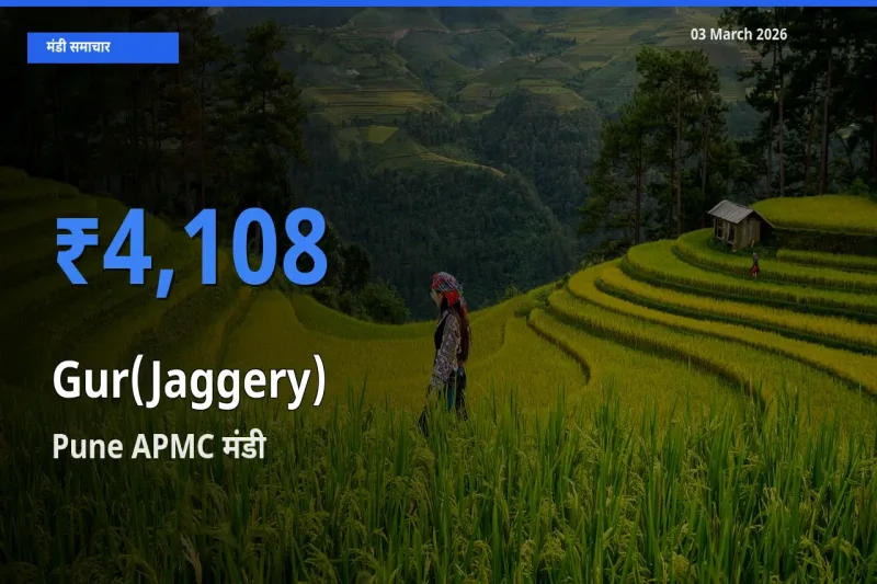 बाज़ार संकेत: Pune APMC बना गुड़ के लिए आज की टॉप मंडी