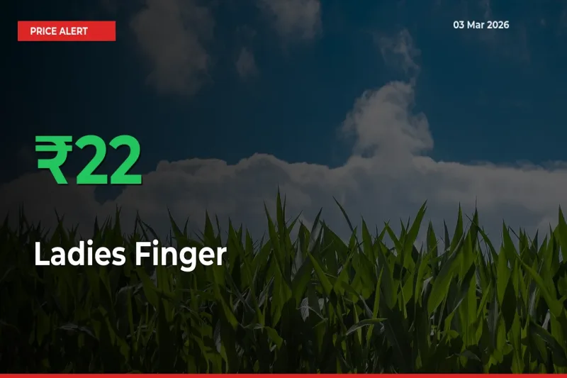 Ladies Finger Rises 21.96% at Mandis