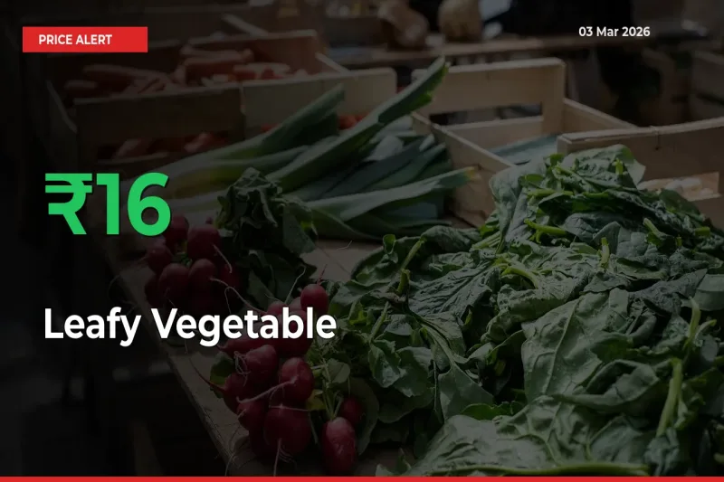 16.33% Spike in Leafy Vegetable Prices – Mandi Sees Sudden Rally