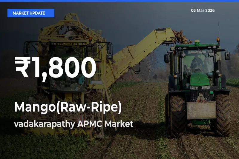 Big Drop! Mango(Raw-Ripe) Slides to 30-Day Low at vadakarapathy APMC