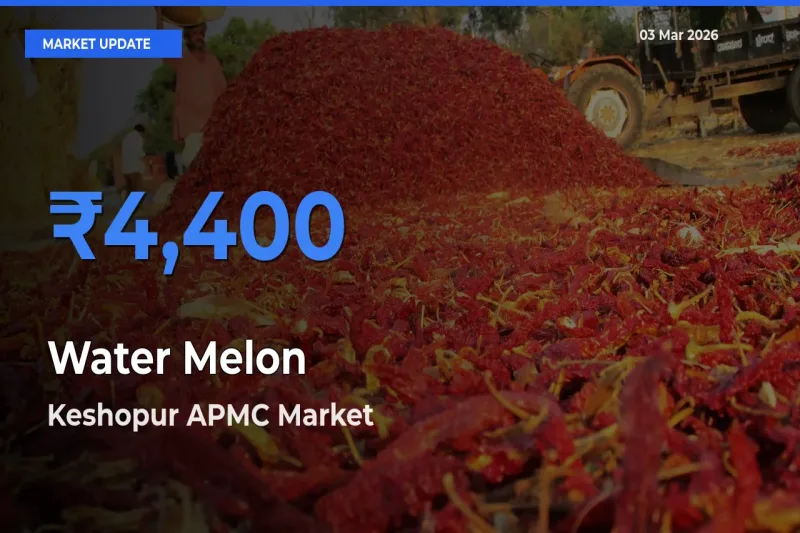 Keshopur APMC Tops Water Melon Mandi Rates Today