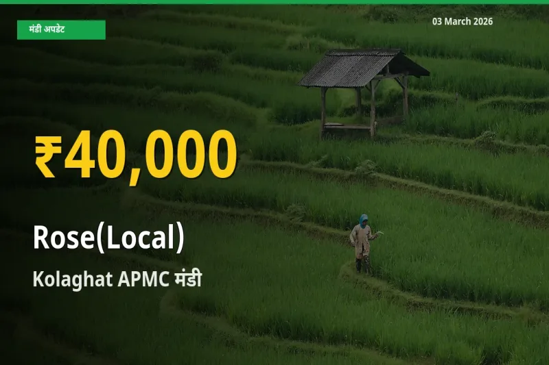 Kolaghat APMC में गुलाब(स्थानीय) ₹40,000 पर पहुँचा – अब तक का उच्चतम भाव