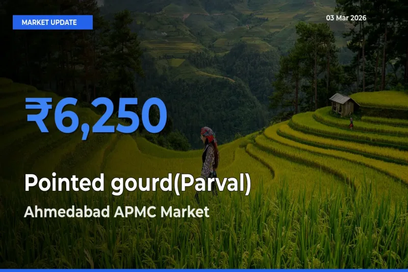 Market Watch: Ahmedabad APMC Becomes Top Mandi for Pointed gourd(Parval)