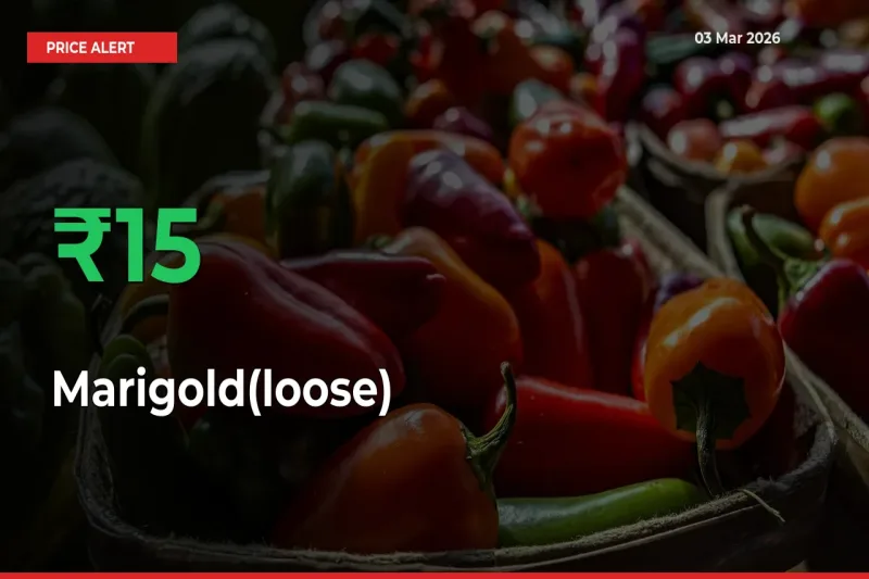 Marigold(loose) Rises 15.38% at Mandis