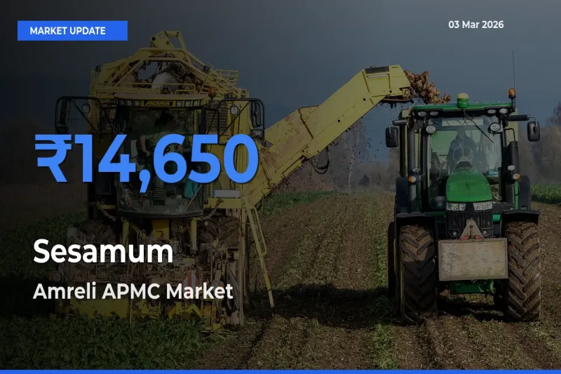 Amreli APMC Tops Sesamum Rates – March 03 Market Update