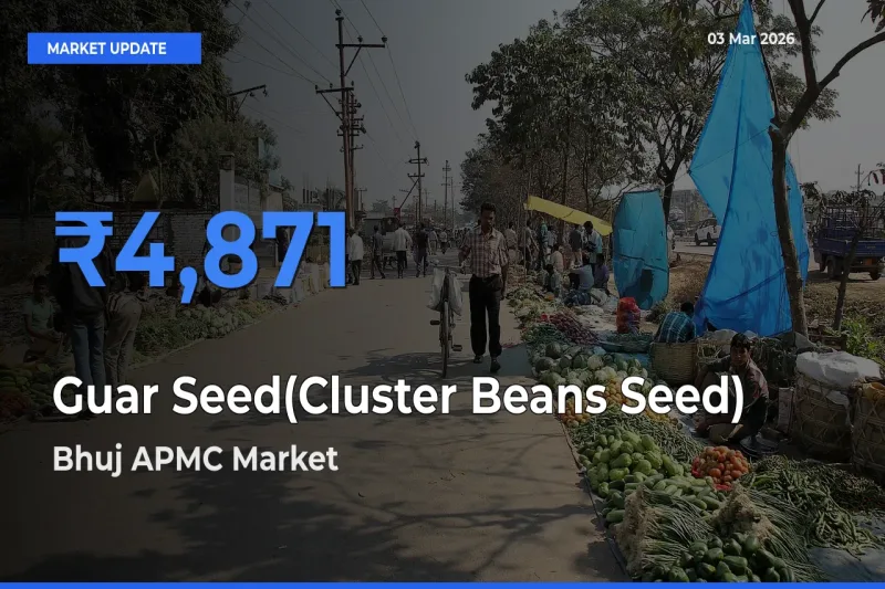 Guar Seed(Cluster Beans Seed) Mandi Rate Today: Bhuj APMC Tops the List