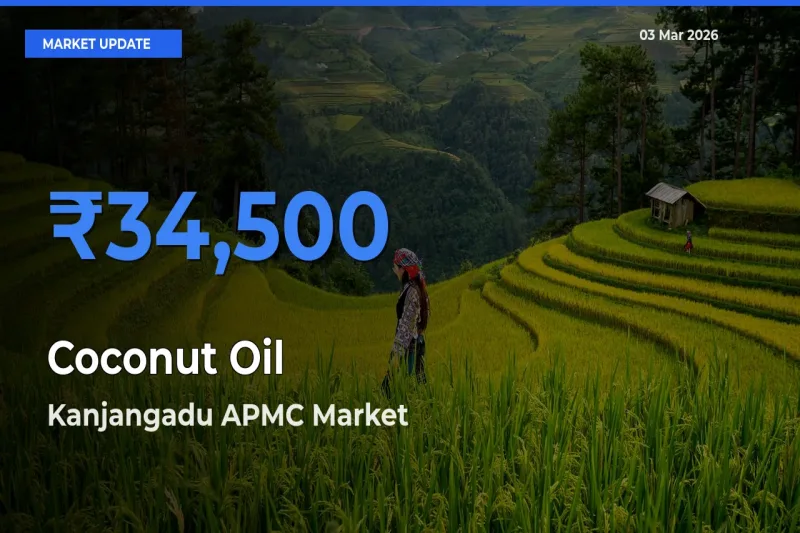 Top Performer! Kanjangadu APMC Offers Best Coconut Oil Price Today
