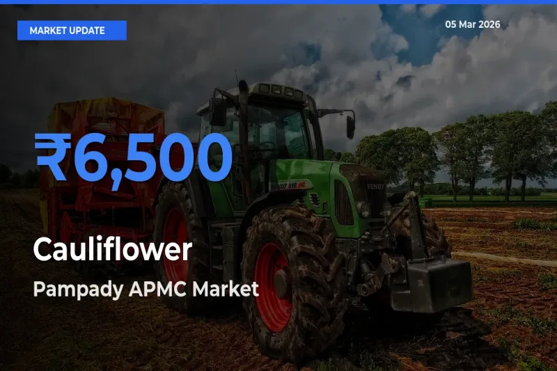 Farmers Prefer Pampady APMC as Cauliflower Hits Highest Rate