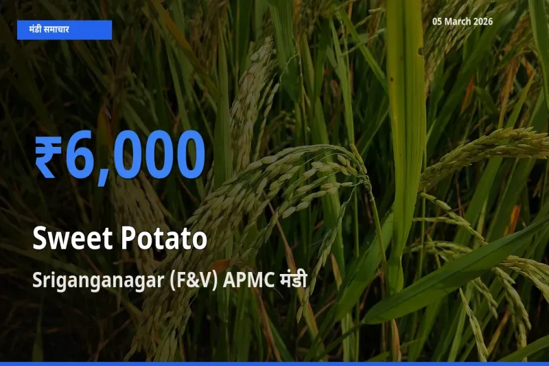 आज शकरकंद के सबसे ज़्यादा दाम Sriganganagar (F&V) APMC मंडी में दर्ज
