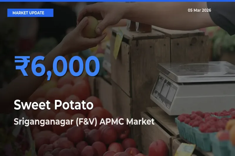 Sriganganagar (F&V) APMC Emerges as Top Mandi for Sweet Potato Prices Today