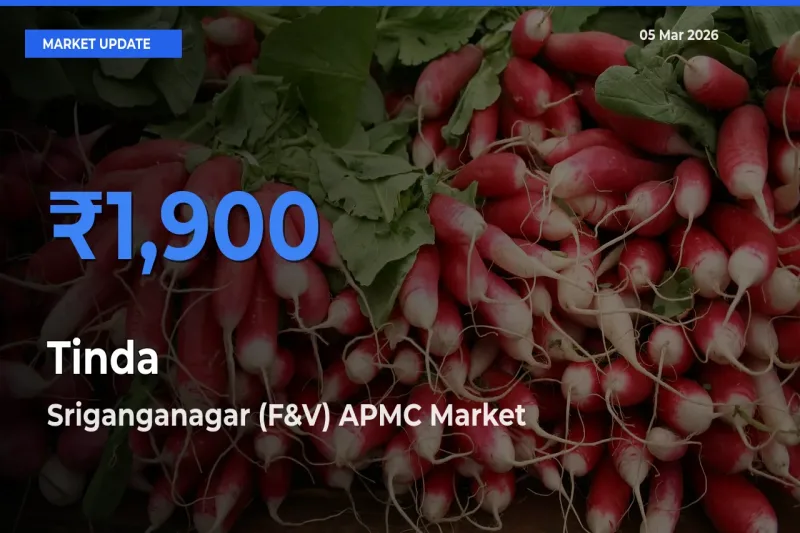 Sriganganagar (F&V) APMC Offers ₹1,900 – Highest Tinda Rate Today